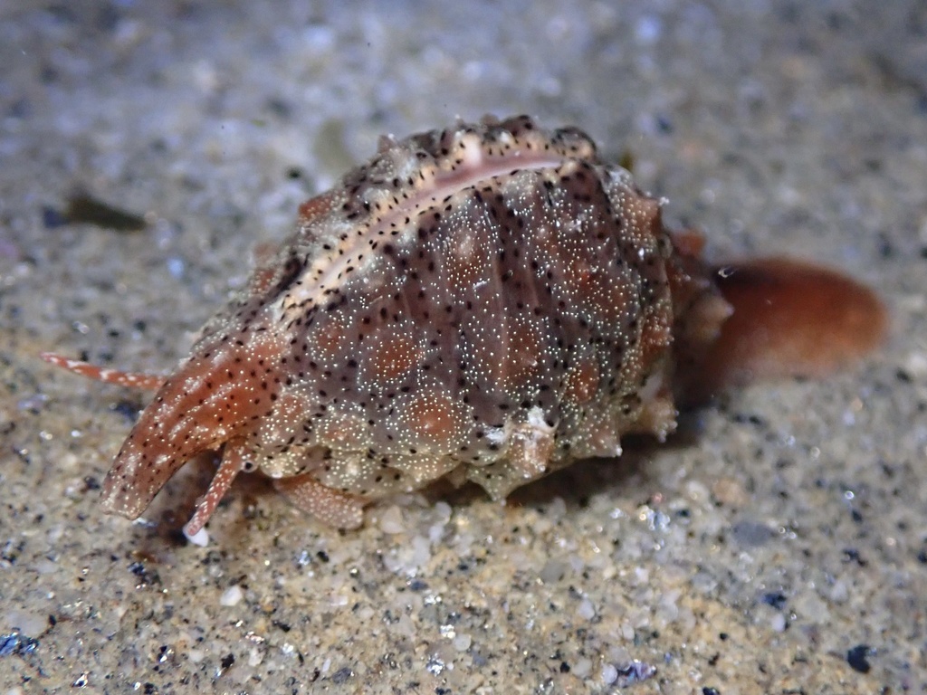 Pusula solandri (Solander's Trivia), California species