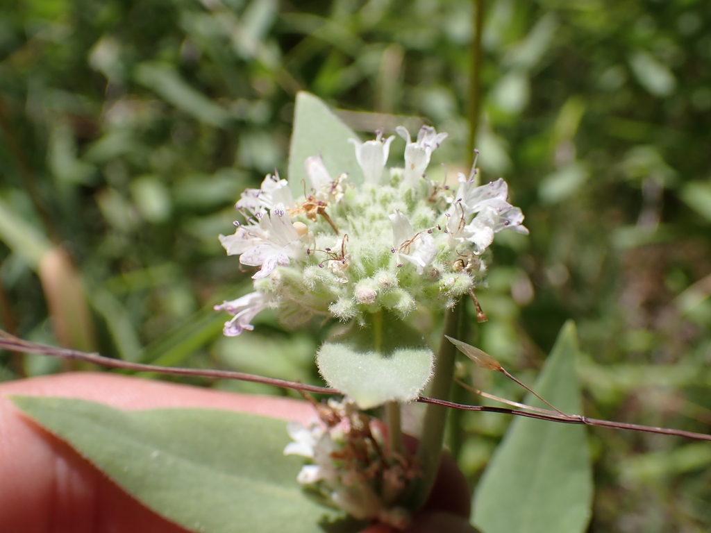 Pycnanthemum californicum (California mint), native California herb