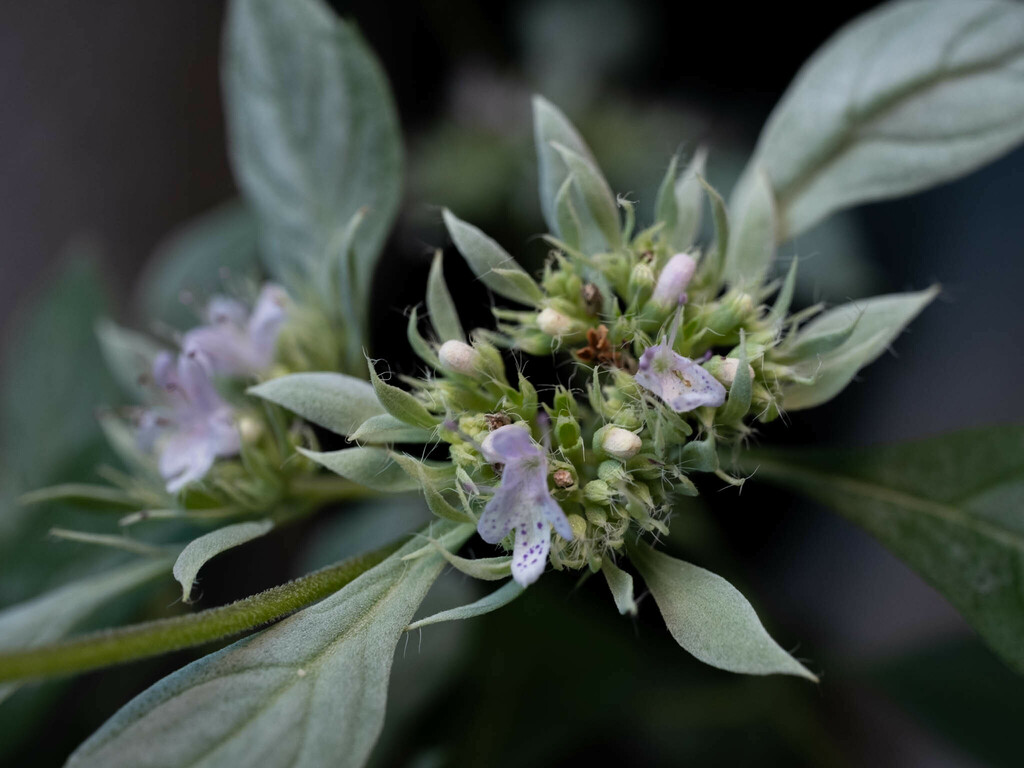 Pycnanthemum sp., native California perennial