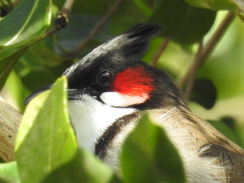 Pycnonotus jocosus (Red-whiskered Bulbul), California species