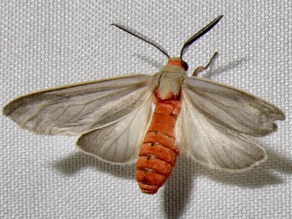 Pygarctia murina, California species