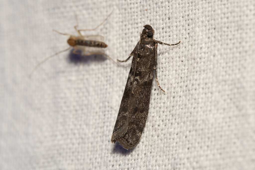 Pyla fusca (Speckled Black Pyla Moth), California species
