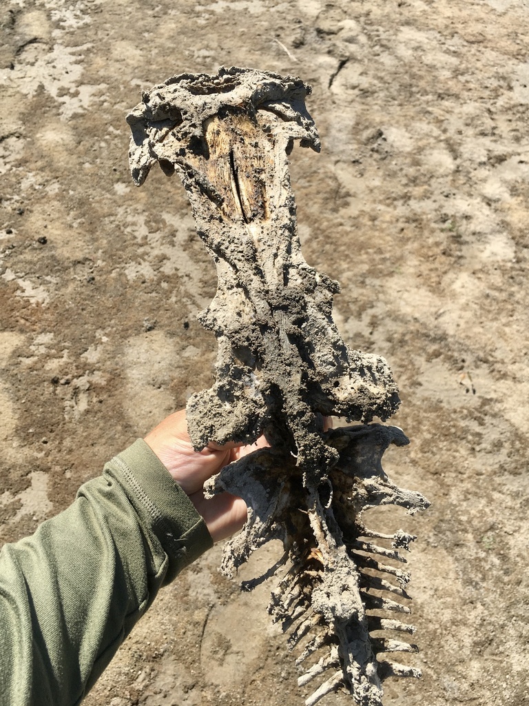 Pylodictis olivaris (Flathead catfish), California species