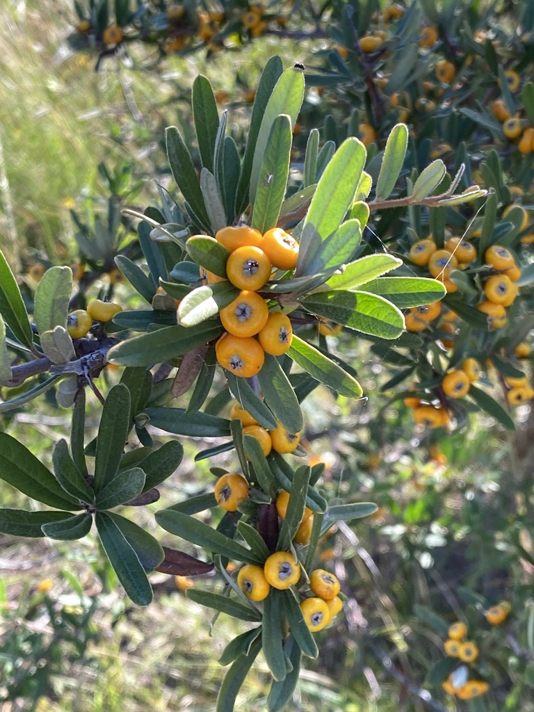 Pyracantha angustifolia (Slender or woolly firethorn), non-native California shrub