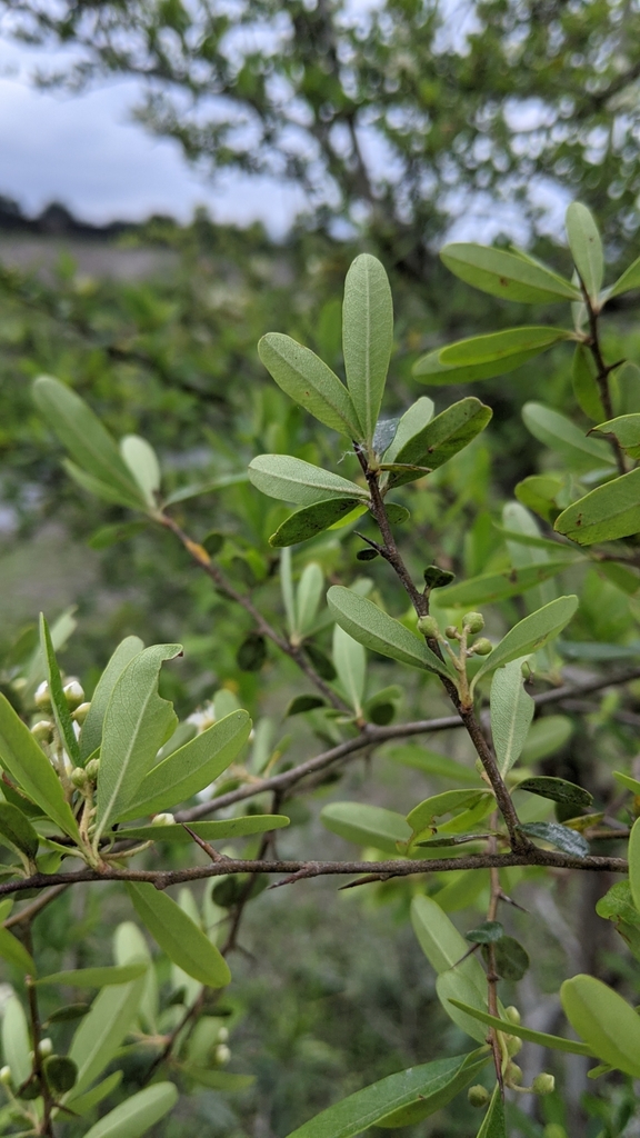 Pyracantha atalantioides (Sichuan firethorn), non-native California shrub