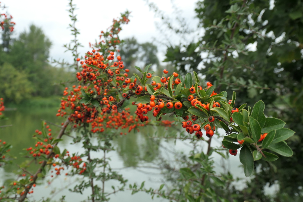 Pyracantha coccinea (Firethorn or scarlet firethorn), non-native California shrub
