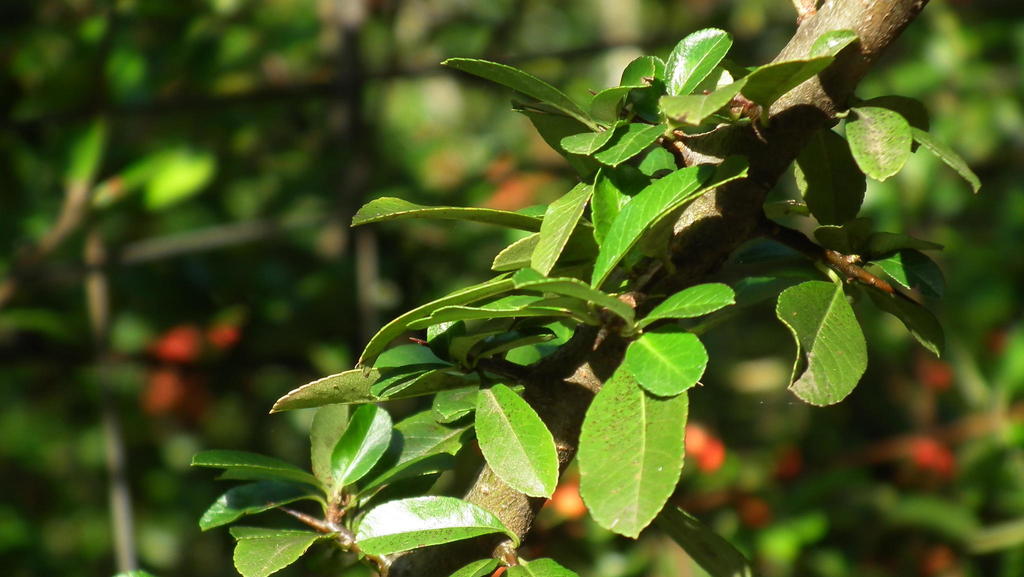 Pyracantha fortuneana (Chinese firethorn), non-native California shrub