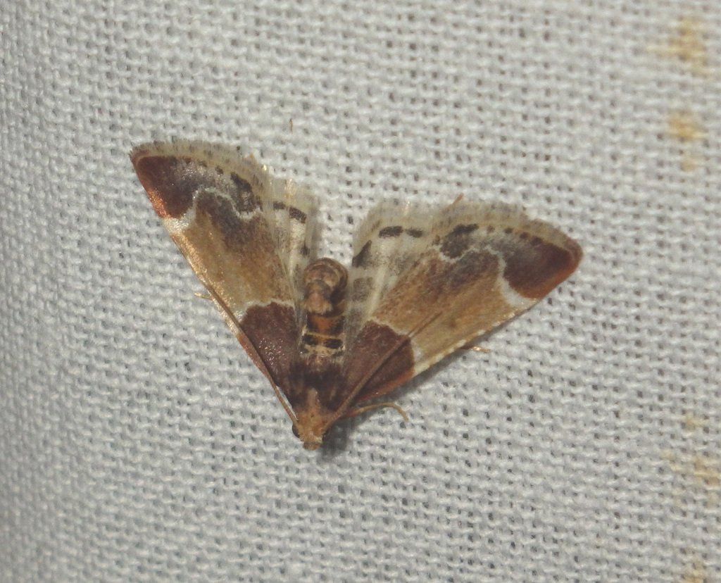 Pyralis farinalis (Meal Moth), California species