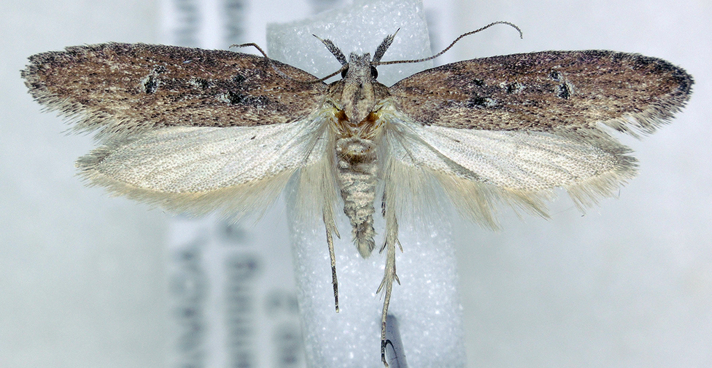 Pyramidobela angelaurm, California species