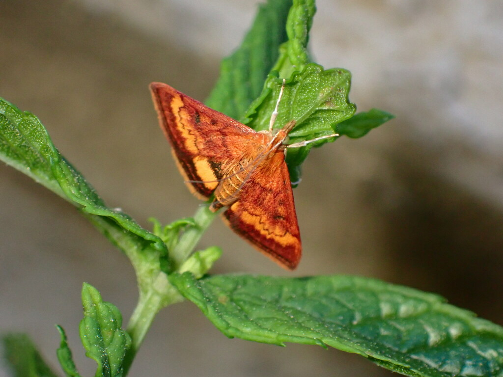 Pyrausta californicalis (California Pyrausta Moth), California species