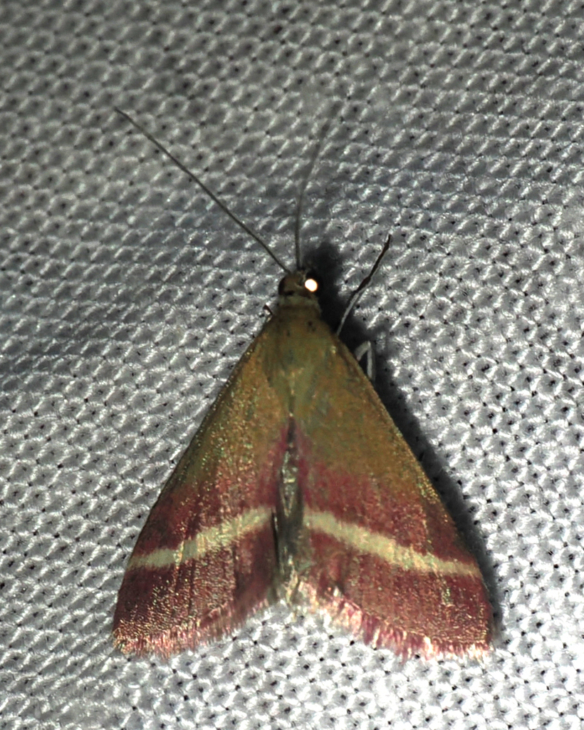 Pyrausta corinthalis, California species