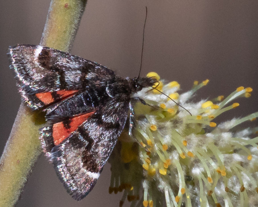 Pyrausta dapalis (Pearly Pyrausta), California species