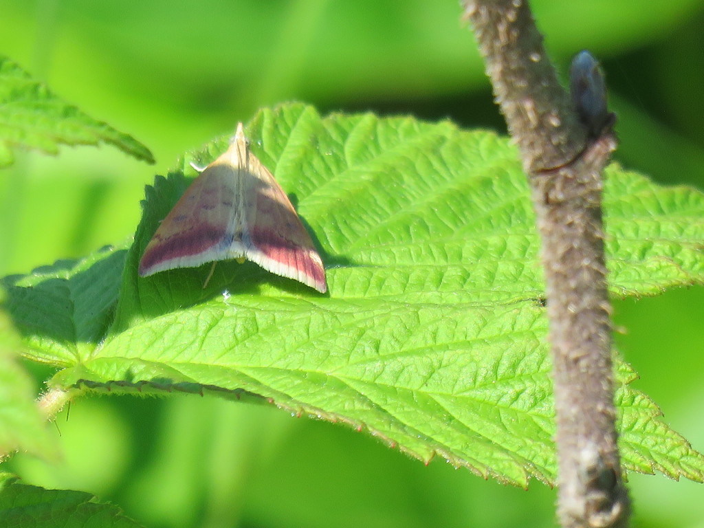 Pyrausta fodinalis, California species