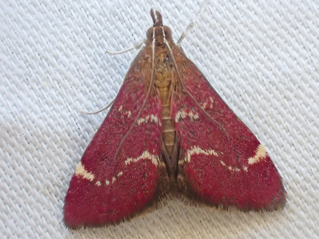 Pyrausta grotei (Grote’s Pyrausta), California species