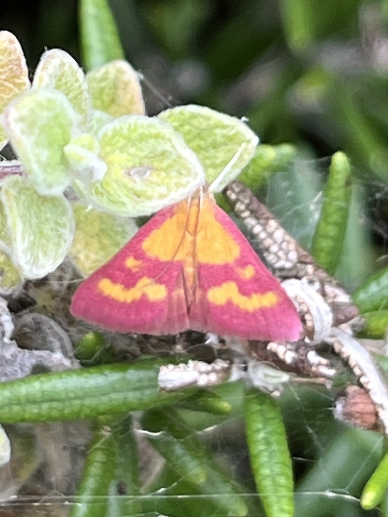 Pyrausta laticlavia (Southern Purple Mint Moth), California species