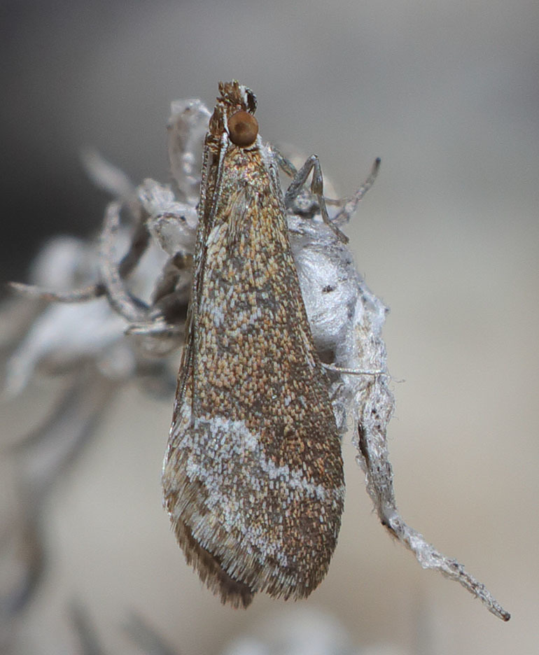 Pyrausta lethalis (Lethal Pyrausta Moth), California species