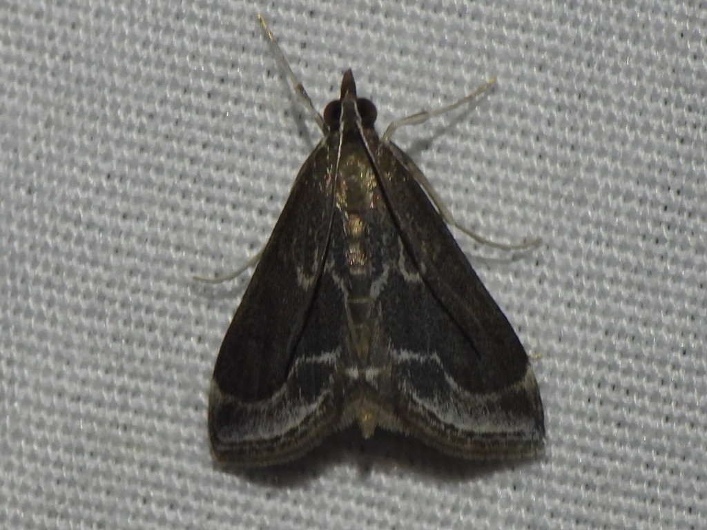 Pyrausta napaealis, California species