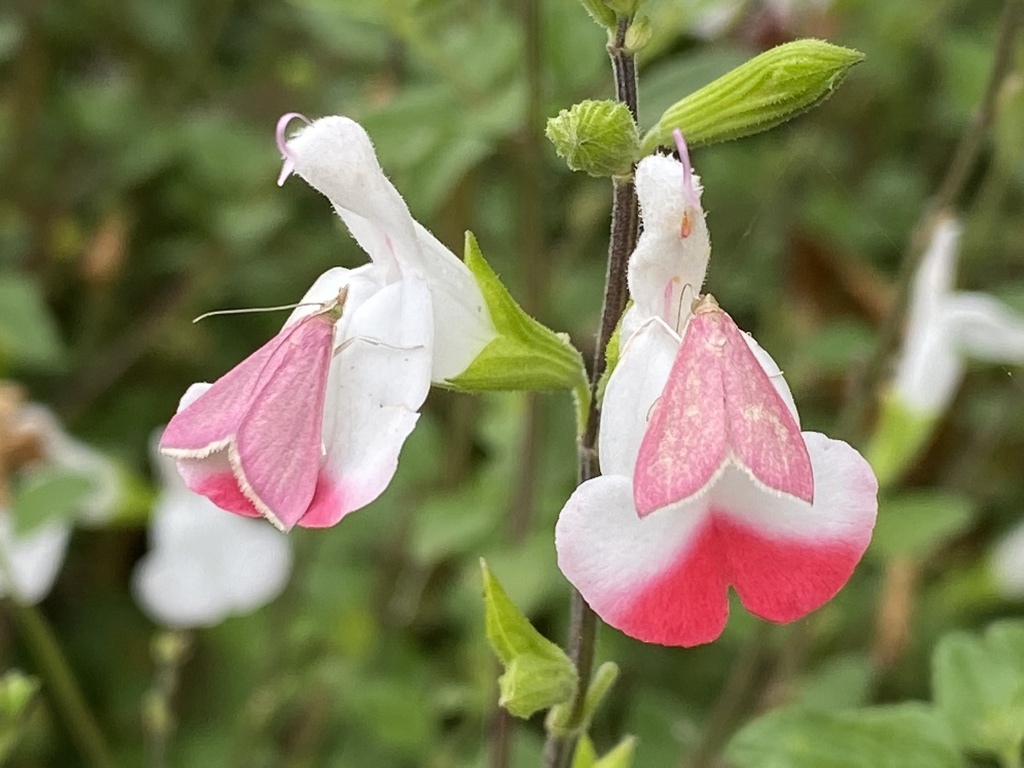 Pyrausta nexalis (Pale-winged Pyrausta), California species