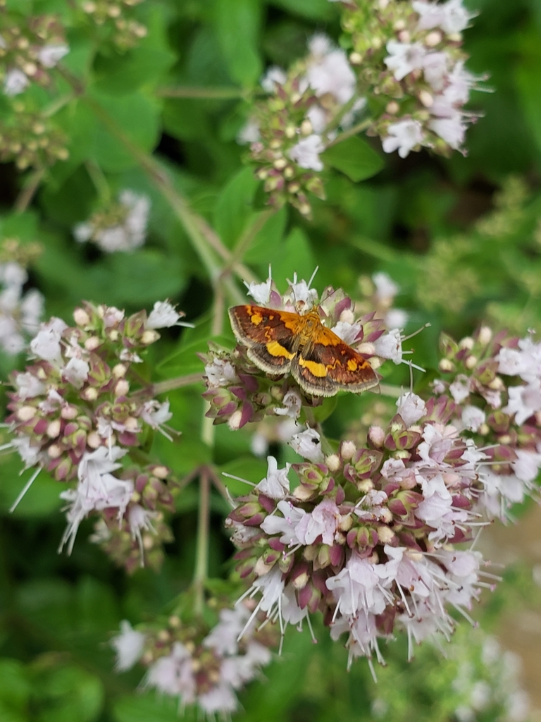 Pyrausta orphisalis (Orange Mint Moth), California species