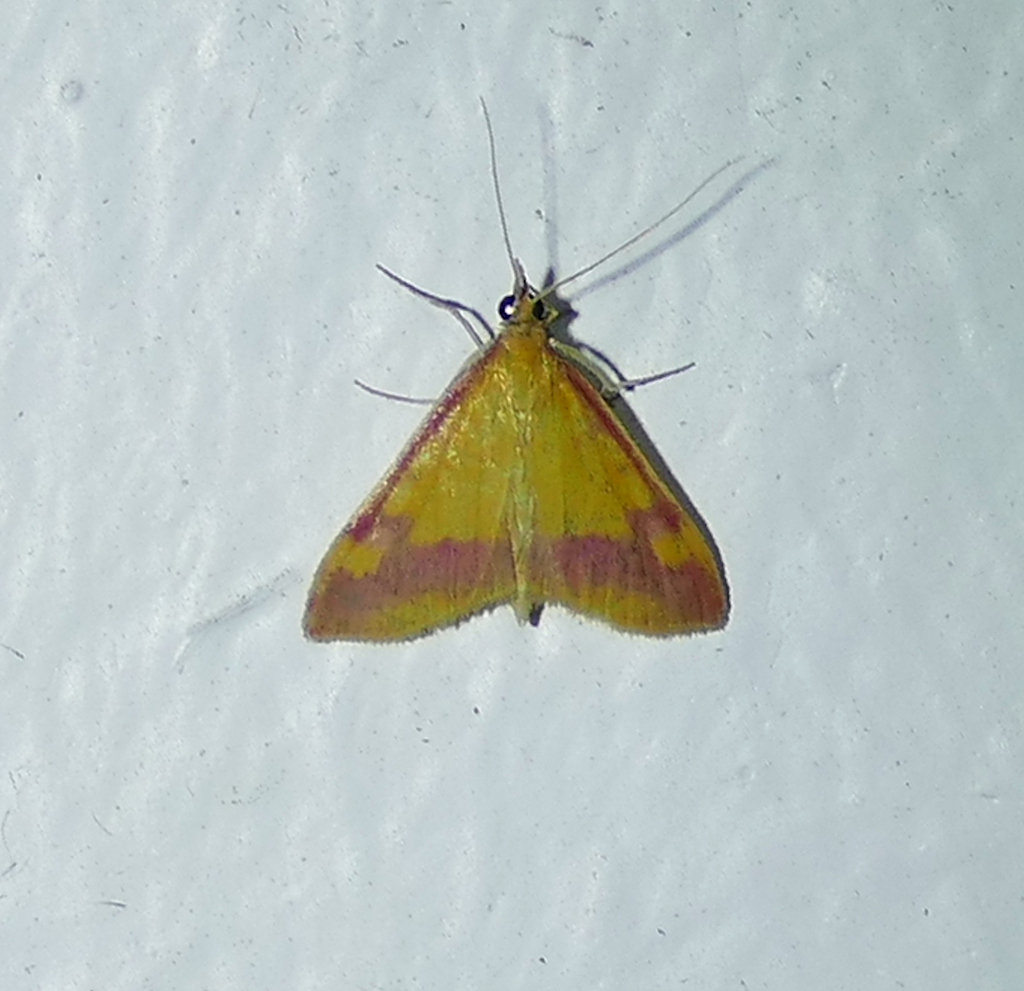 Pyrausta perrubralis (Shasta Pyrausta Moth), California species