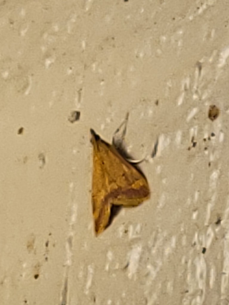 Pyrausta pseudonythesalis, California species