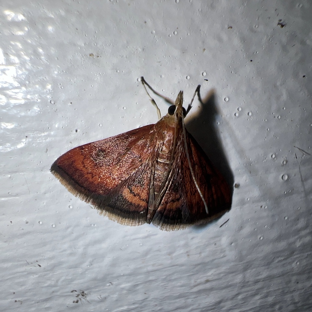 Pyrausta rubricalis, California species
