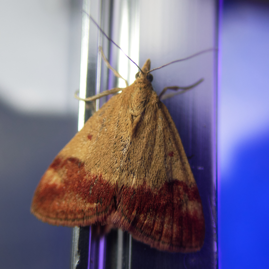 Pyrausta semirubralis, California species
