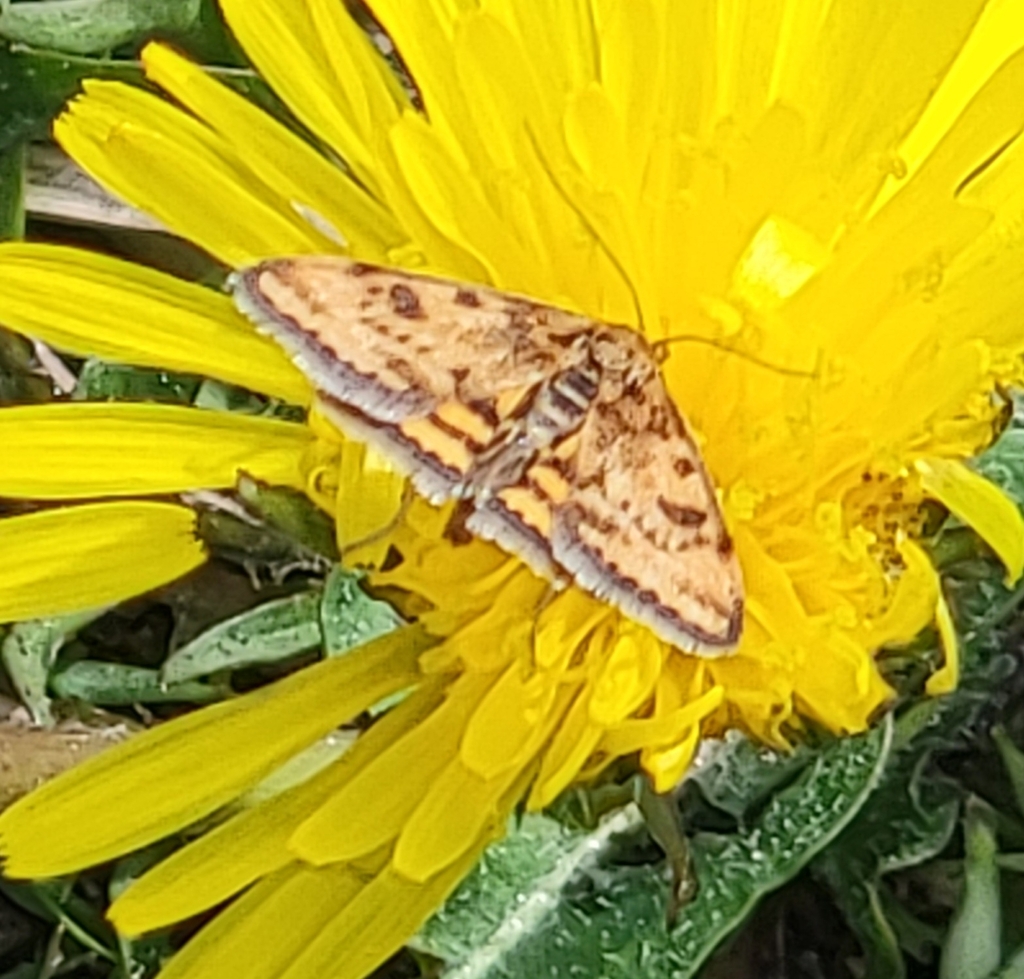 Pyrausta subsequalis, California species
