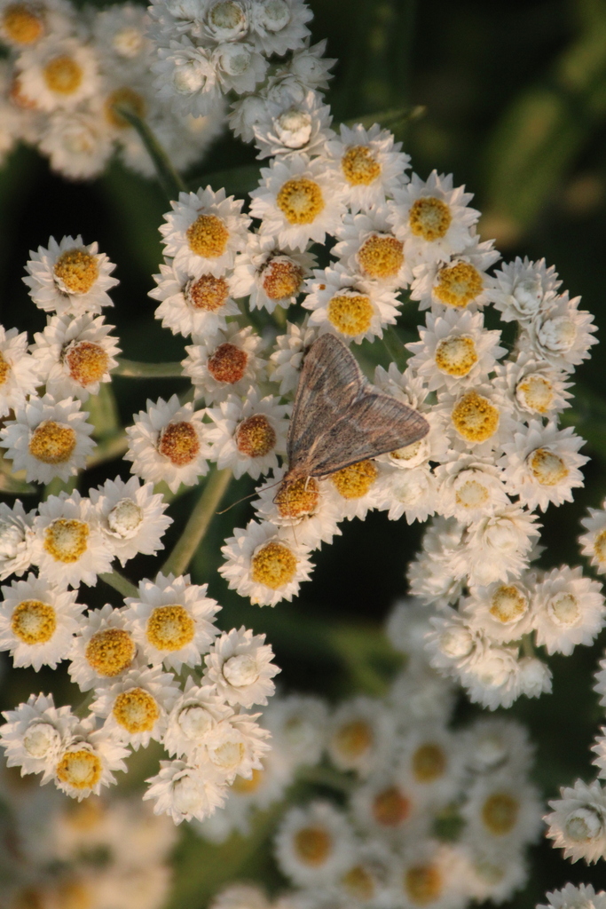 Pyrausta unifascialis (One-banded Pyrausta), California species