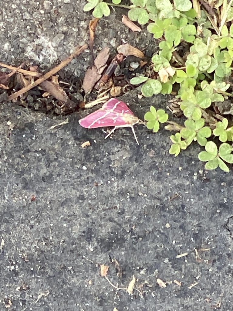 Pyrausta volupialis (Volupial Pyrausta Moth), California species