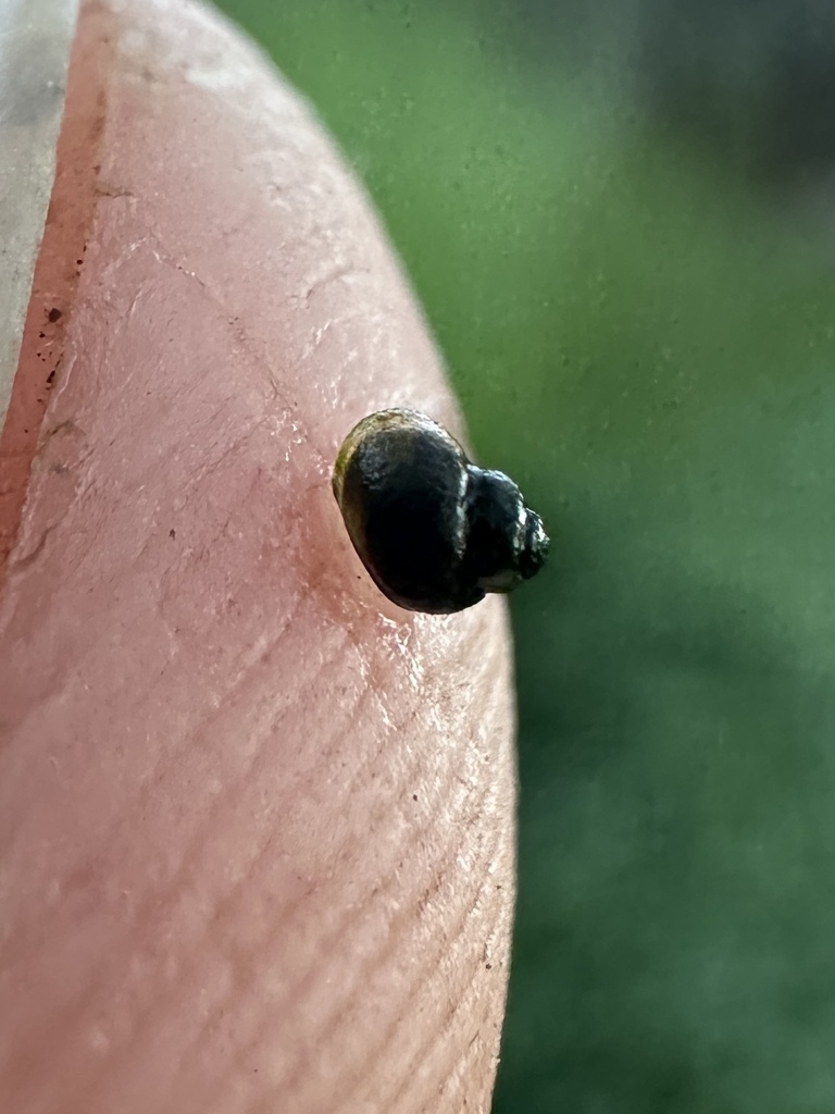 Pyrgulopsis eremica (Smoke Creek Pyrg), California species