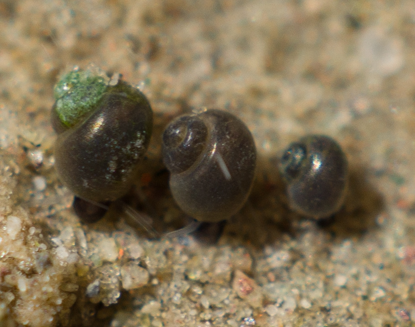 Pyrgulopsis gibba (Surprise Valley Pyrg), California species