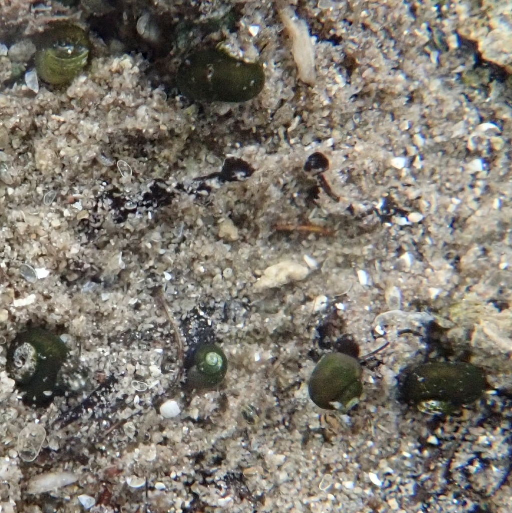 Pyrgulopsis cinerana (Ash Valley Pyrg), California species