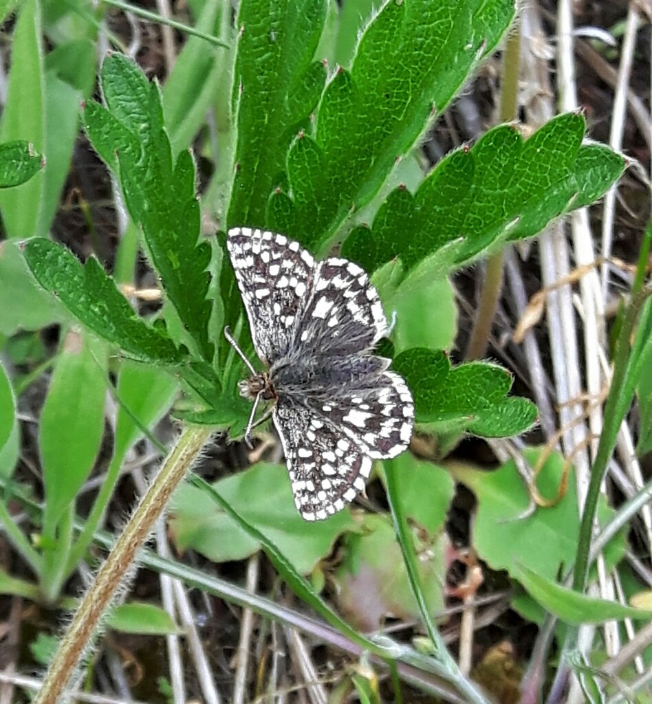 Pyrgus ruralis (Two-banded Checkered-Skipper), California species