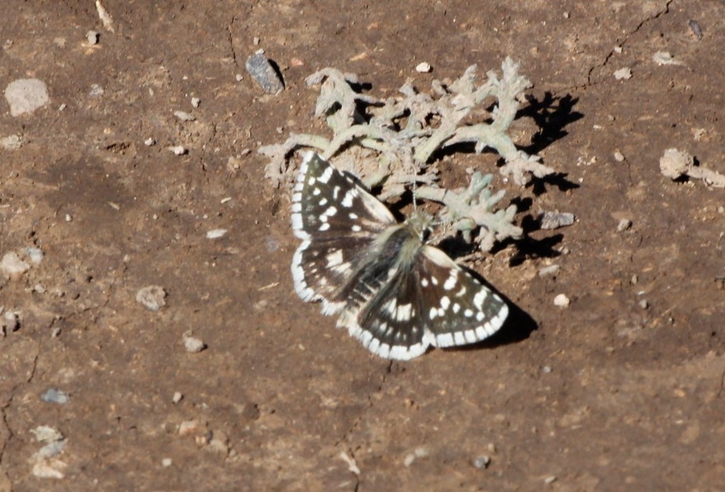Pyrgus scriptura (Small Checkered-Skipper), California species