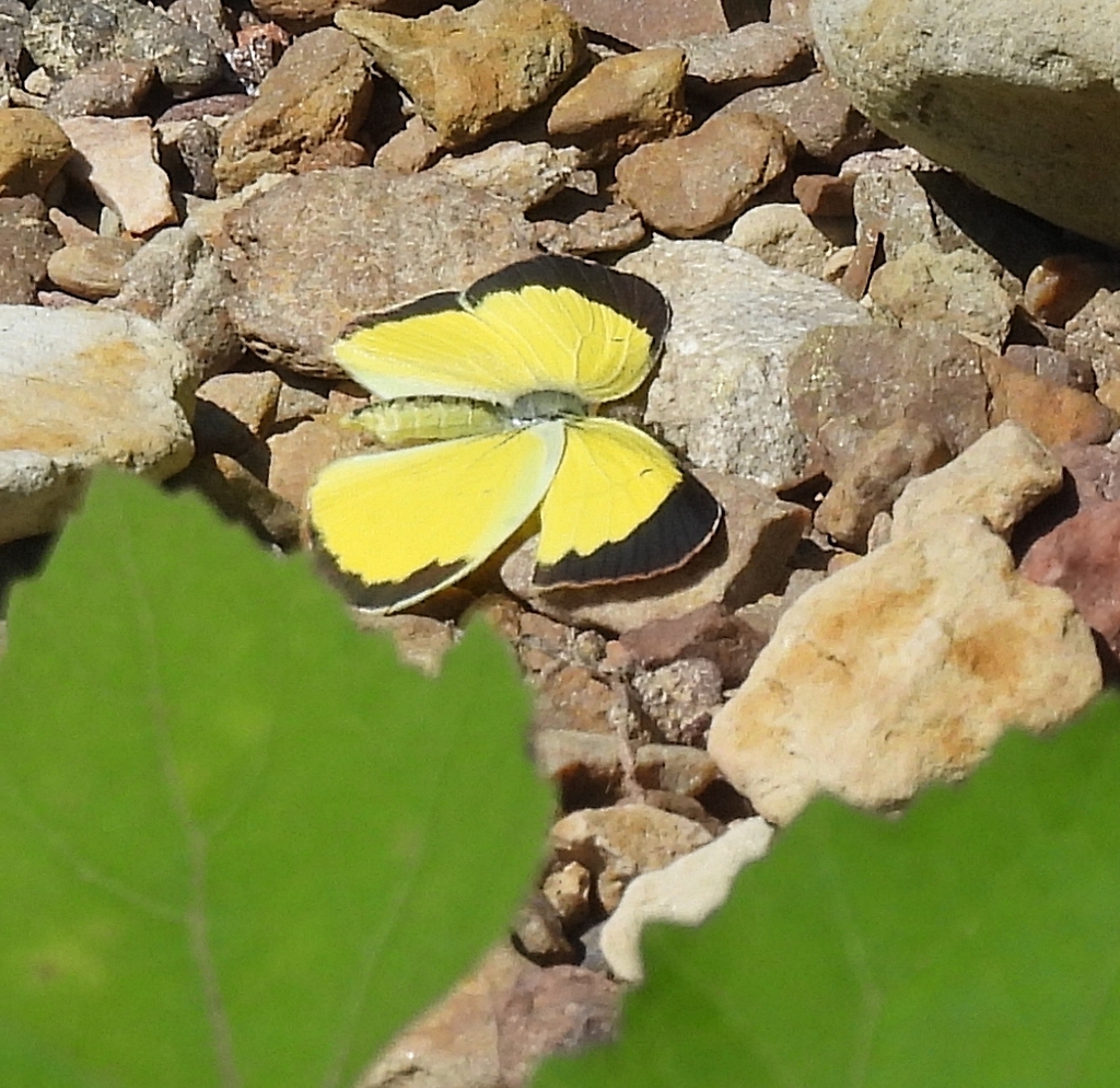Pyrisitia lisa (Little Yellow), California species