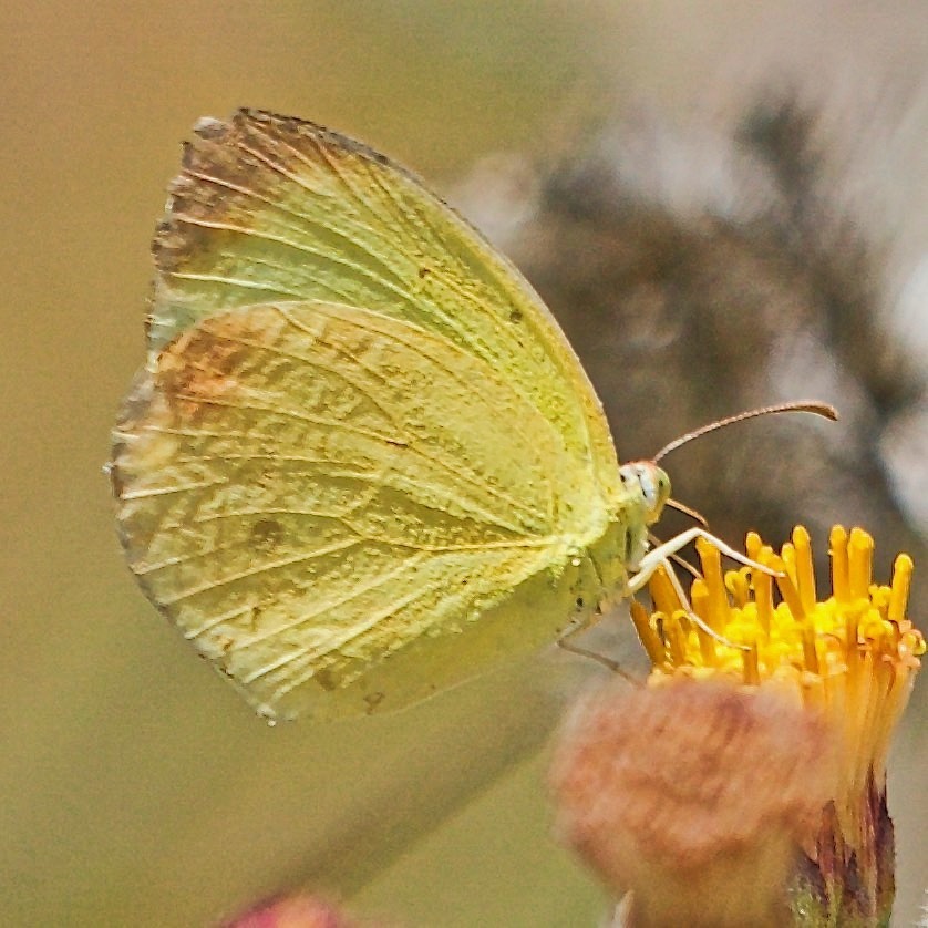 Pyrisitia nise (Mimosa Yellow), California species