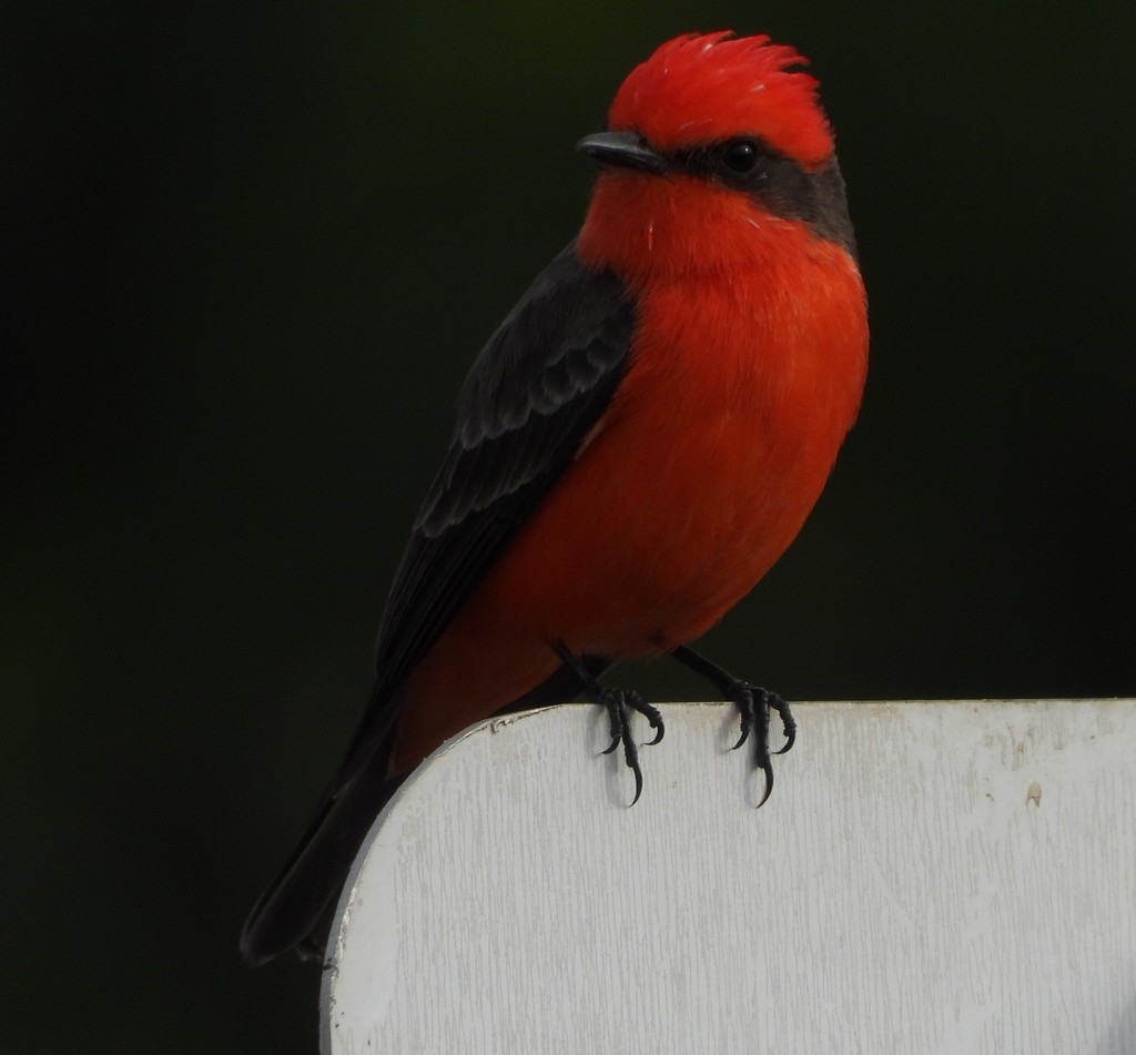 Pyrocephalus rubinus (Vermilion Flycatcher), California species