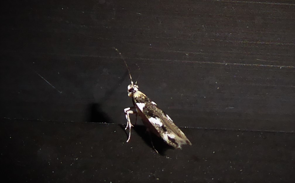 Pyroderces badia (Florida Pink Scavenger Moth), California species