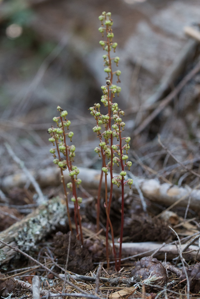 Pyrola aphylla (Leafless wintergreen), native California perennial