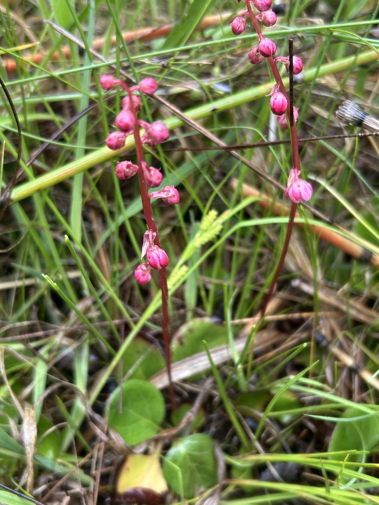 Pyrola asarifolia — parent species of Pyrola asarifolia subsp. asarifolia