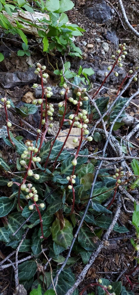 Pyrola crypta (Cryptic wintergreen), native California perennial