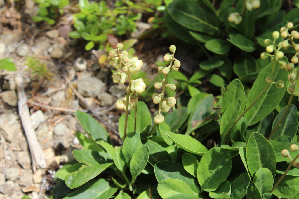 Pyrola dentata (Toothed wintergreen), native California perennial