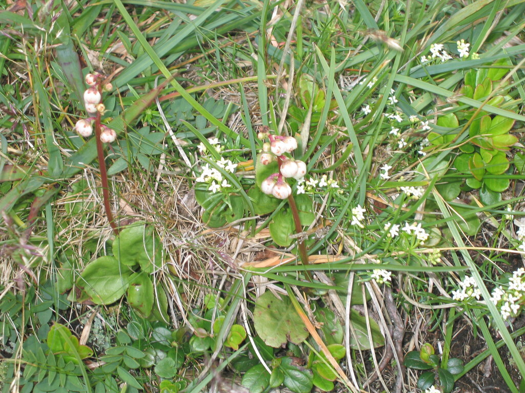 Pyrola minor (Lesser wintergreen), native California subshrub