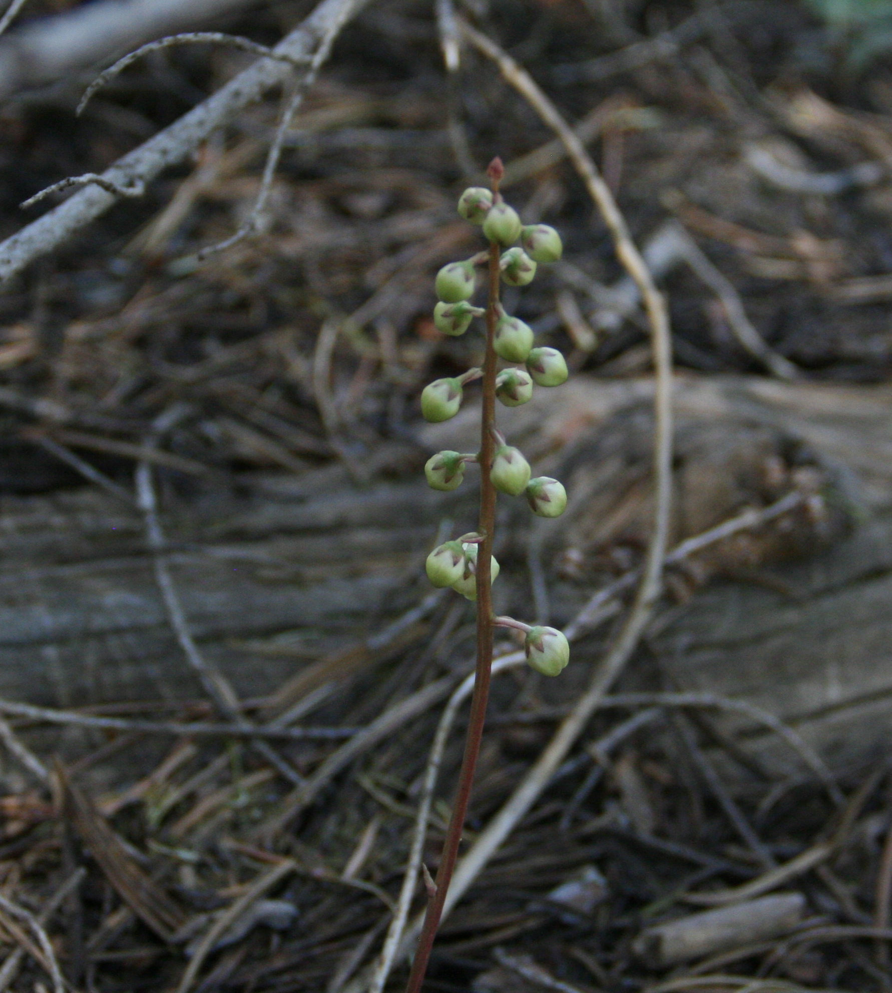 Pyrola picta (White-veined wintergreen), native California subshrub