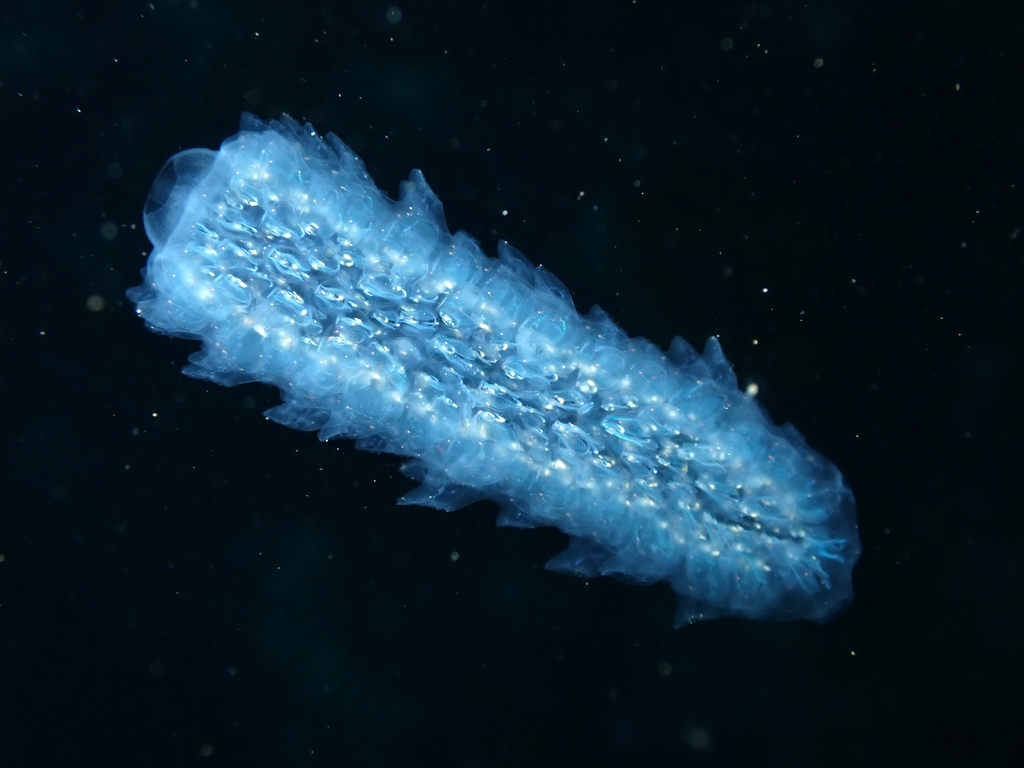 Pyrosoma atlanticum, California species