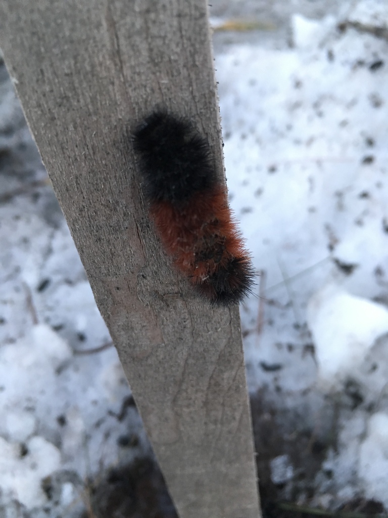 Pyrrharctia isabella (Isabella Tiger Moth), California species