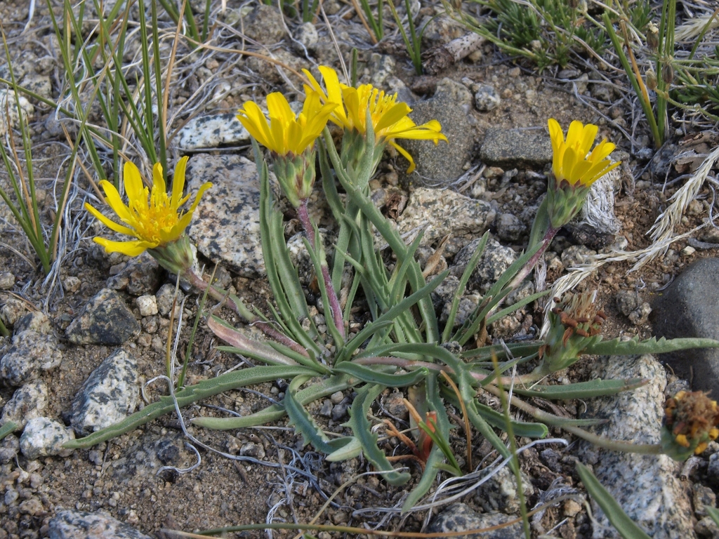 Pyrrocoma apargioides (Alpine flames), native California herb