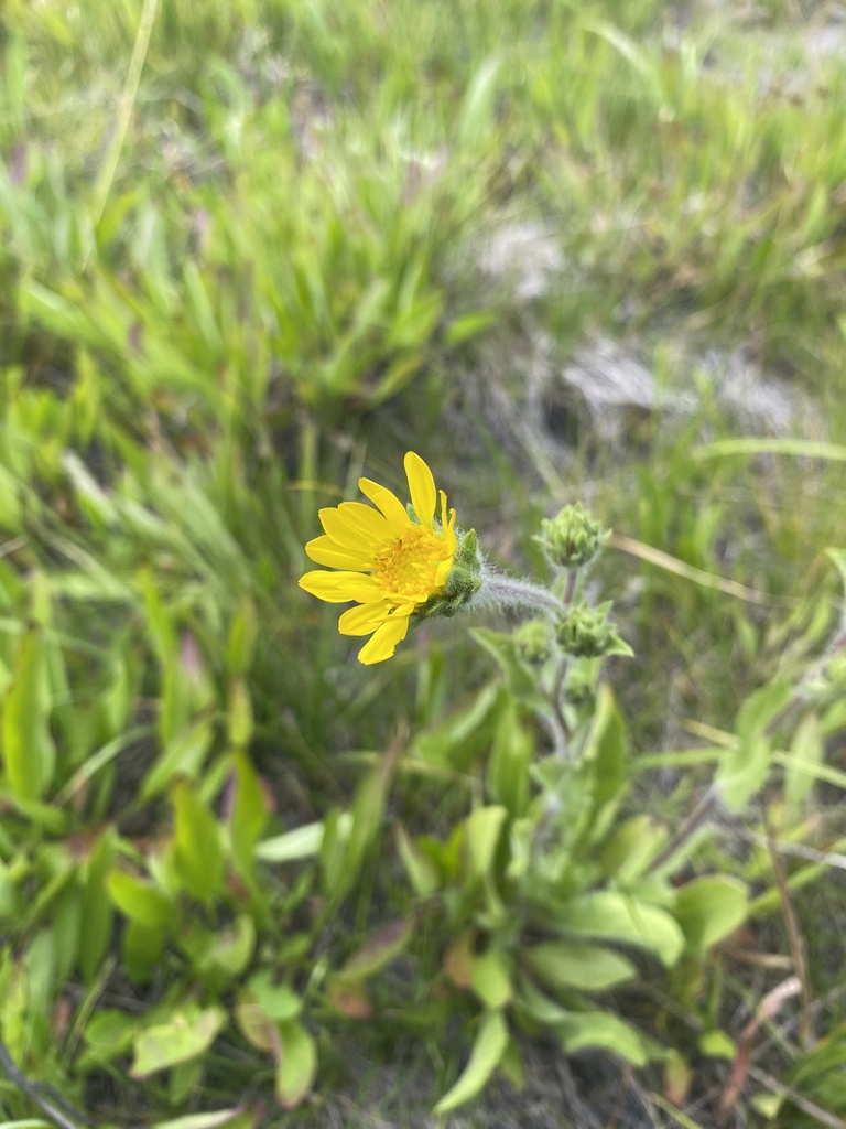 Pyrrocoma hirta — parent species of Pyrrocoma hirta var. hirta