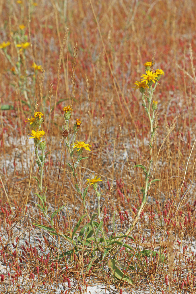 Pyrrocoma lanceolata var. lanceolata (Intermountain pyrrocoma), native California herb